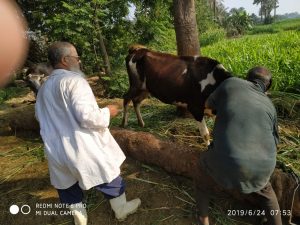 الحكومة تنفي انتشار مرض الحمى القلاعية بين الماشية