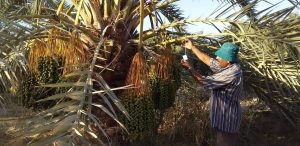 عبد العال: زراعة 15 فداناً من «النخيل السيوى» فى «غرب المنيا»