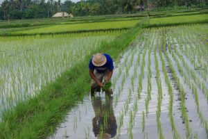 تهديد جديد للإمدادات العالمية.. تايلندا تحث المزارعين على الحد من زراعة الأرز