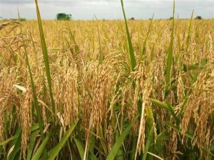 شعبة الحبوب بالبحيرة : موسم حصاد الأرز يبدأ خلال أيام