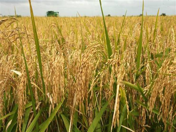 نقيب الفلاحين يتوقع إنتاجا وفيرا من الأرز يكفي احتياجات مصر حتى نهاية 2020