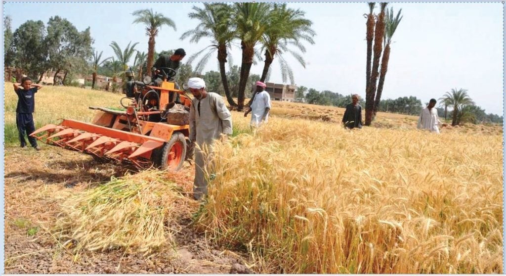 «الزراعة» تستهدف زيادة إنتاجية القمح المحلى إلى 14.2 مليون طن