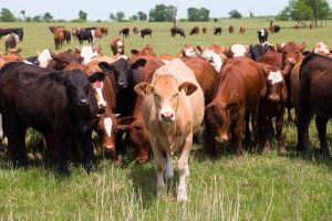 انخفاض جديد فى أسعار الماشية.. والمربون يطالبون الحكومة بدعم «الأعلاف»