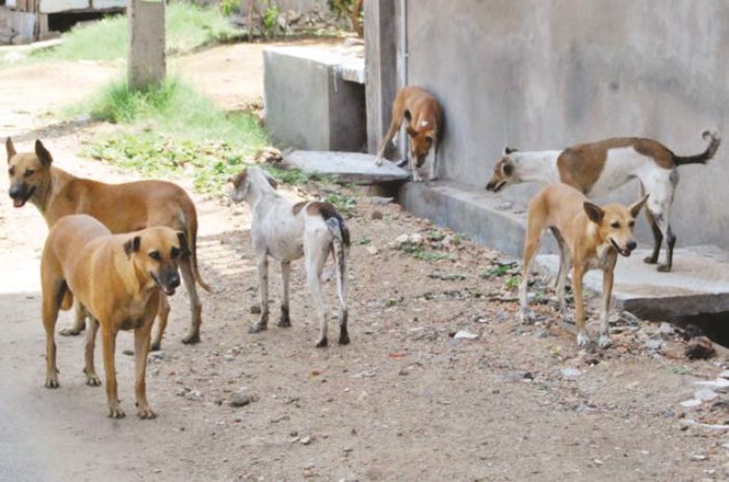إعدام 3320 كلبا ضالا في سوهاج منذ بداية العام