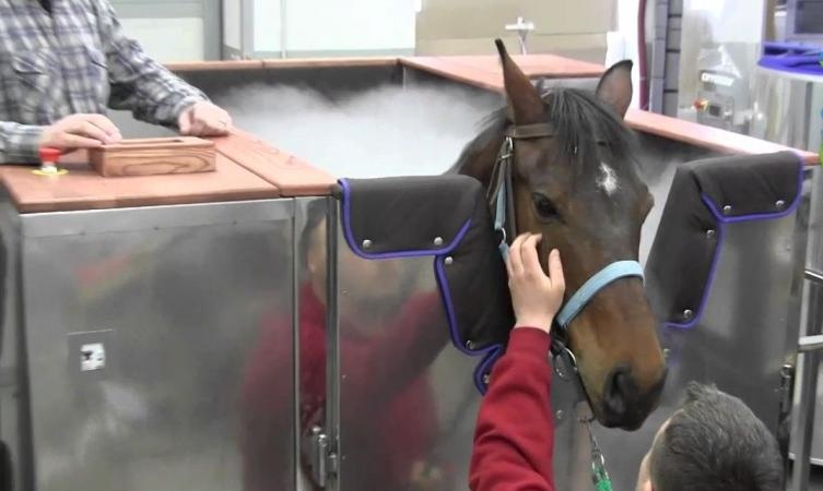 لأول مرة في العالم.. تكنولوجيا التبريد لعلاج الخيول في دبي