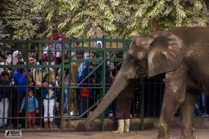 حديقة الحيوان بالجيزة: ننسق مع الحدائق الدولية لجلب فيل وزرافة ووحيد قرن