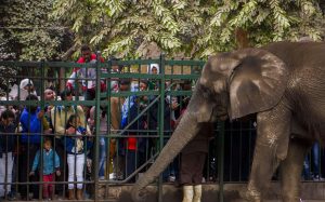رئيس إدارة حدائق الحيوان: سعر التذكرة 5 جنيهات ولا يوجد لدنيا فيل منذ وفاة «نعيمة»