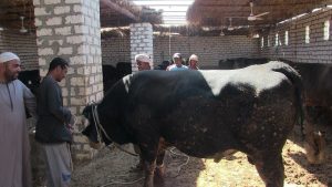 الزراعة: توزيع 16 ألف رأس ماشية على صغار المزارعين 2022