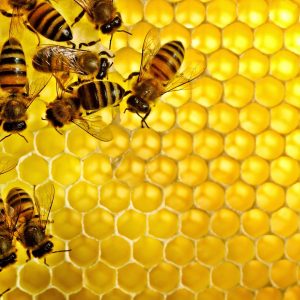 150 مليون دولار صادرات مصر من العسل في الربع الأول من العام الحالي