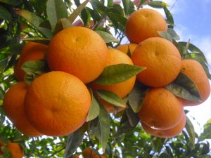 البرتقال المصري يستحوذ على الحصة الاستيرادية الكاملة بالسعودية