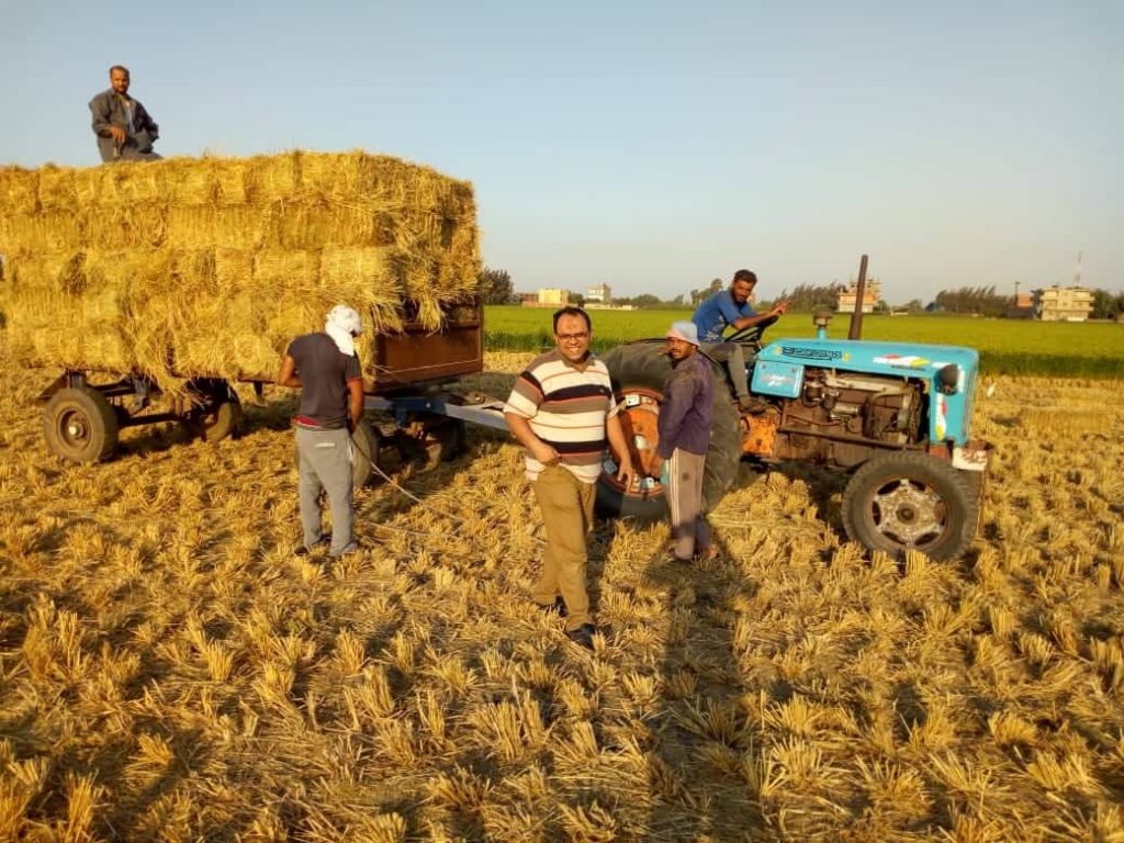 مصر تؤسس أول شركة لتحويل قش الأرز إلى أخشاب باستثمارات 210 ملايين يورو
