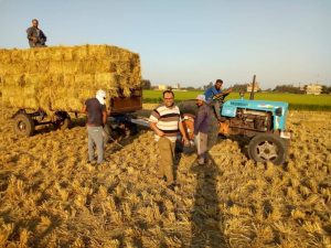 «الزراعة» تواصل حملات توعية المزارعين بتدوير قش الأرز في شرق القناة وكفر الشيخ