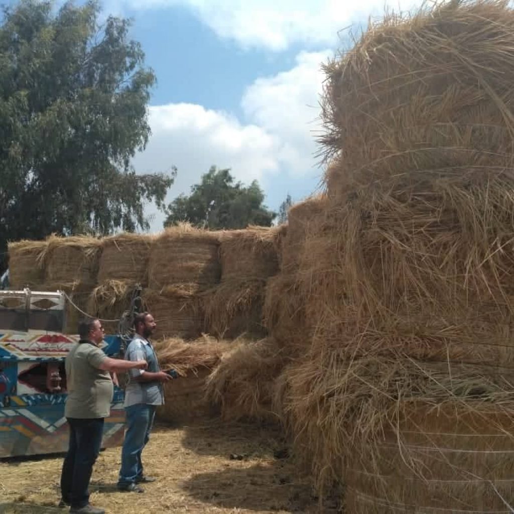 مسئولو «الزراعة» و«البيئة» يتابعون أعمال منظومة جمع وتدوير قش الأرز بكفر الشيخ