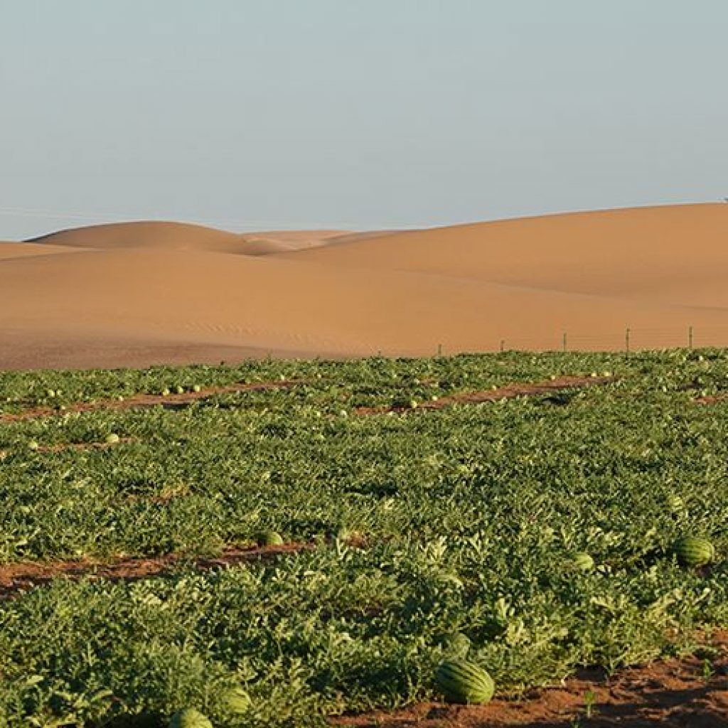 عن طريق توفير مناخ اصطناعي.. السعودية تتعاون مع شركة هولندية بهدف زراعة الصحراء