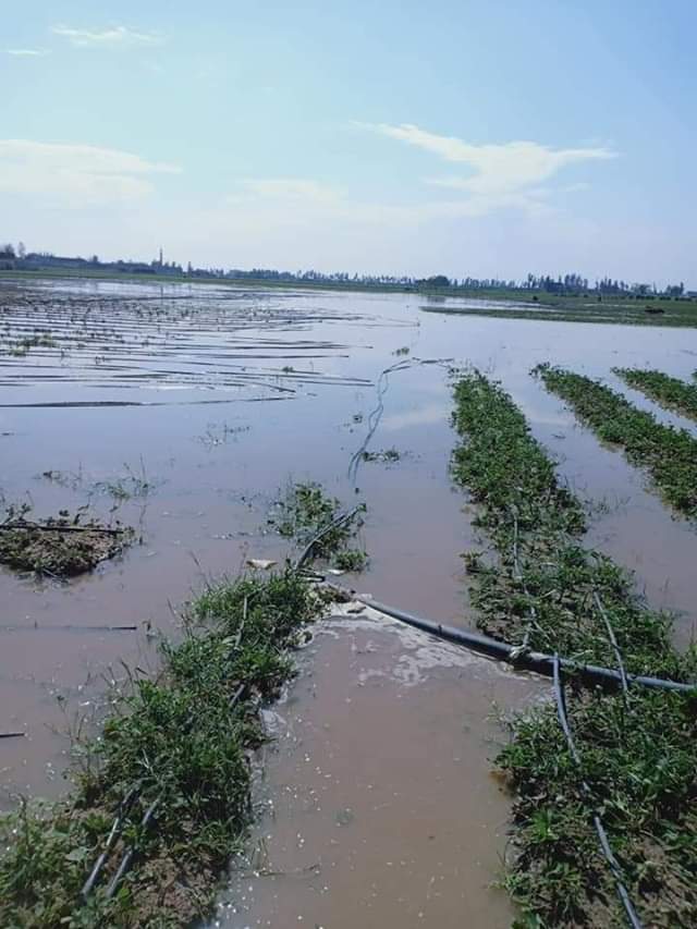بخلاف الأمطار.. أسباب غرق بعض الأراضى الزراعية فى «البحيرة»
