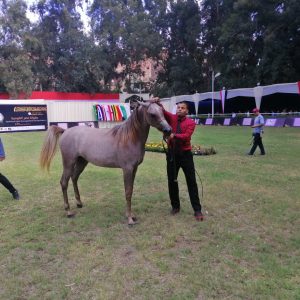 انطلاق بطولة جمال الخيول العربية الأصيلة في محطة الزهراء (الصور)
