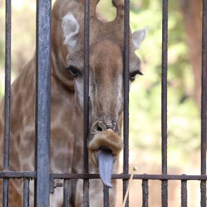 حديقة الحيوان بالجيزة توافق على تخصيص يوم للمدارس الدولية بسعر 65 جنيها للتذكرة