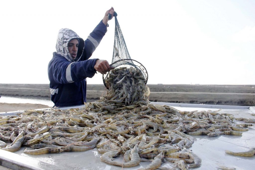 «الزراعة»: تخصيص 21 موقعاً بحرياً جديدًا لإقامة أقفاص استزراع سمكي
