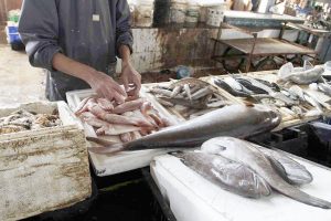 الزراعة: ضبط أكثر من 99 طن سمك ماكريل غير صالحة للاستهلاك الآدمي بالجيزة