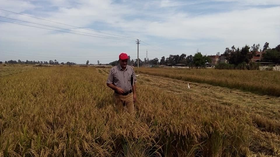الزراعة تنجح في رفع إنتاجية فدان الأرز «على الخطوط» إلى 4.5 طن