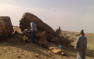 «البيئة»: تدمير 40 شركاً لصيد الصقور بجبل قطراني بالفيوم
