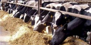الزراعة تؤكد السيطرة على 6 أمراض حيوانية فى 2019