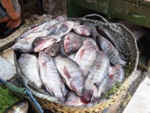 توقعات بزيادة أسعار الأسماك 15%.. وانخفاض الطلب عليها بعد ارتفاع سعر الدولار
