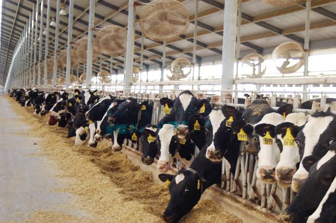 «مزارع دينا» تخطط لاستثمار 30 مليون دولار لتنمية قطيع الماشية وزيادة إنتاج الألبان