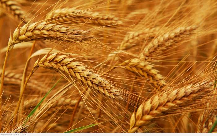 الزراعة: مساحة القمح تلامس 2 مليون فدان  ونستهدف زيادتها إلى 3.5 مليون