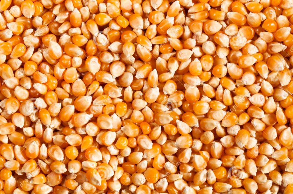 انخفاض سعر طن الذرة المستوردة 130 جنيهًا خلال يوم واحد