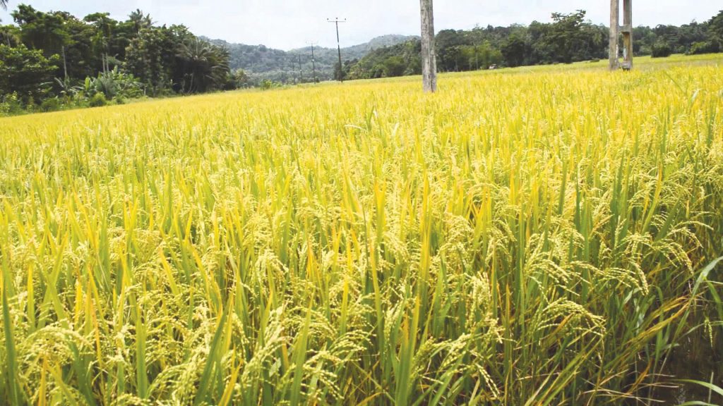 الزراعة : نستهدف التوسع فى الأرز الموفر للمياه عبر الحقول الإرشادية
