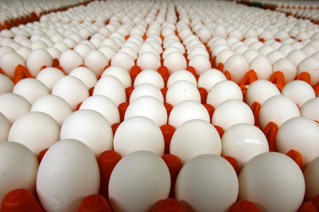 أسعار البيض في الأسواق اليوم الجمعة 10-7-2020
