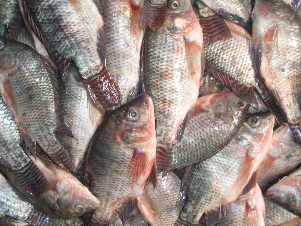 أسعار الأسماك في مصر بأسواق السبت 25-4-2020  