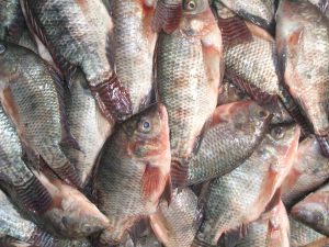 أسعار الأسماك في مصر بأسواق السبت 25-4-2020  