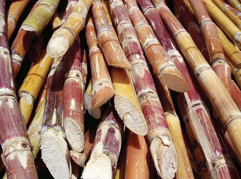 وزير الزراعة: تحديد سعر طن قصب السكر يعود إلى العرض والطلب
