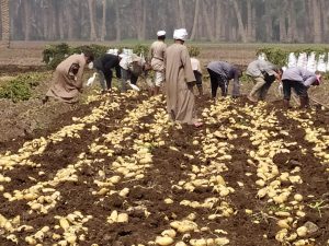 شركات زراعية تقرر تقليص مساحة البطاطس بين 40 - 50% العام الحالى
