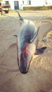 العثور على «الحوت القاتل» نافقًا بأحد شواطئ الغردقة (صور)