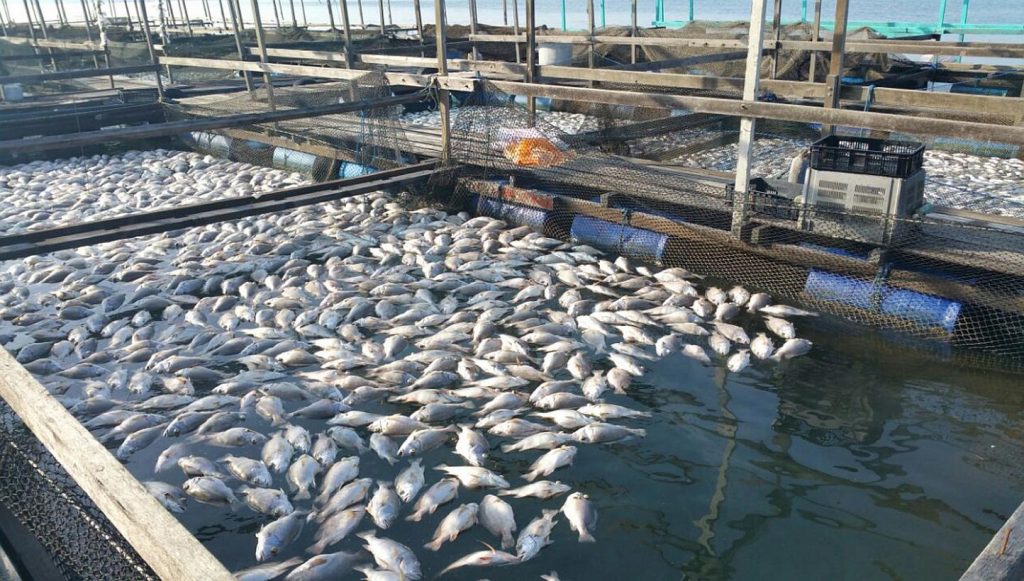«الإحصاء»: انخفاض الإنتاج السمكي فى مصر 1.4% عام 2020 ليسجل 2.01 مليون طن