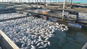 تجار أسماك الأنفوشى تحذر: الصيد الجائر ساهم فى تراجع انتاجية السمك المحلى