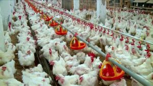 الغرفة التجارية تنفي انتشار إنفلونزا الطيور «H10N3» بين المزارع