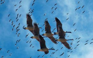 جمعية حماية الطبيعة: مصر تمتلك 34 موقعا مهما للطيور المهاجرة وفق التصنيفات العالمية