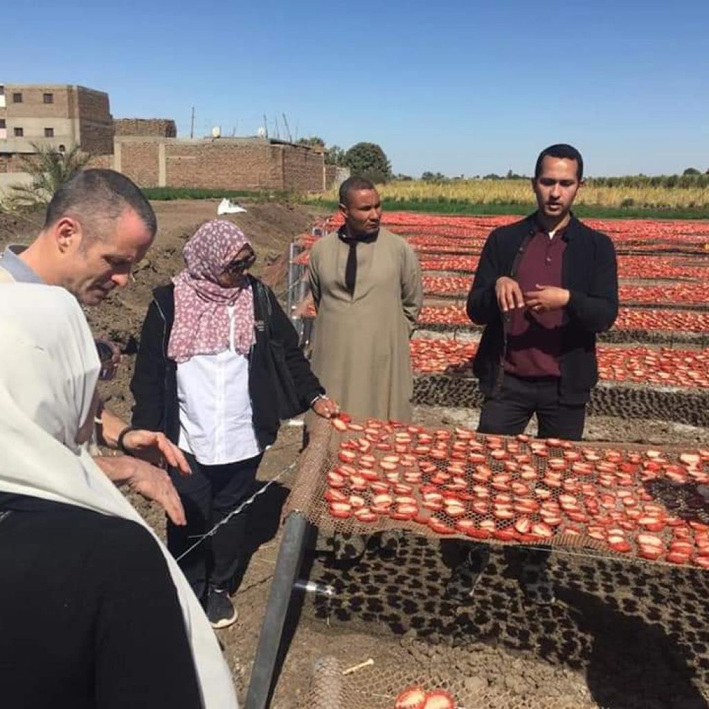 مزارعون: مشروع تجفيف الطماطم في الأقصر مبشر ويطالبون بتعميمه (صور)