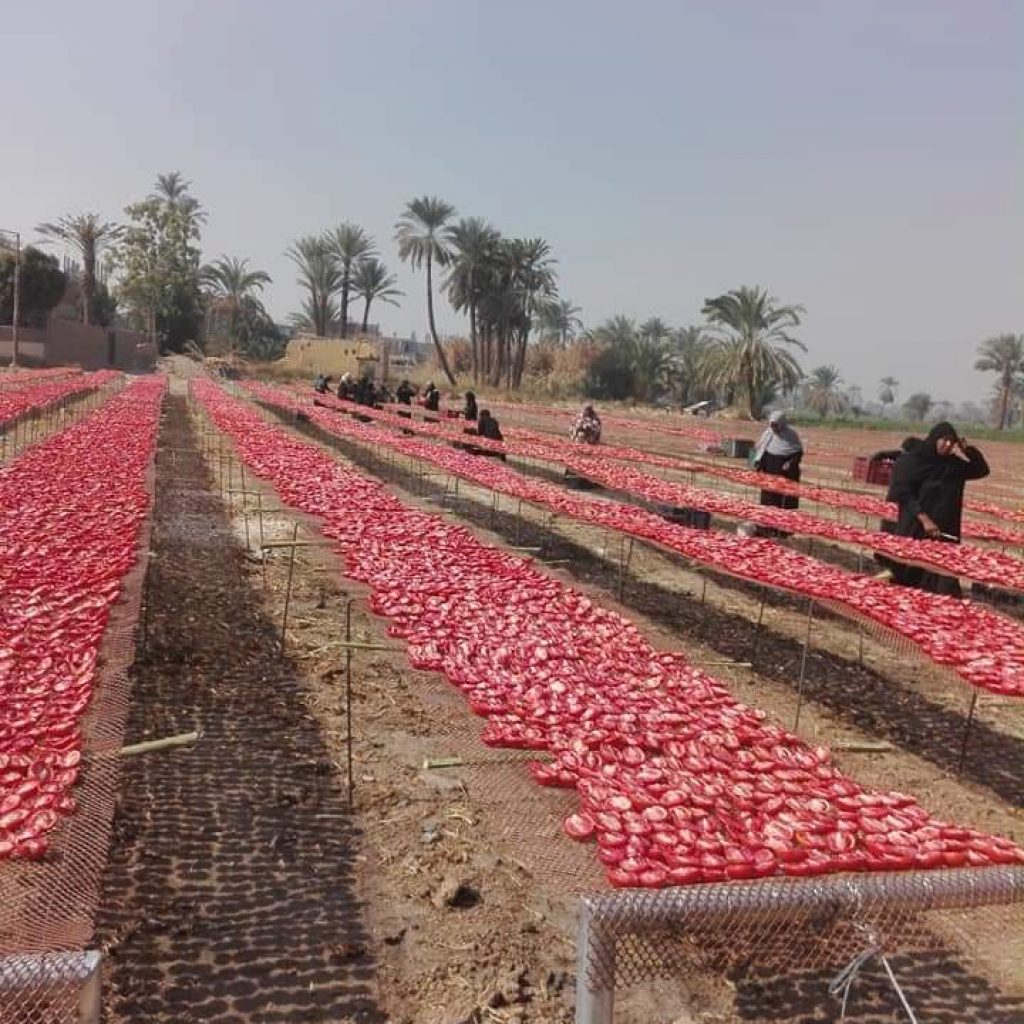 مصر تقتنص المركز الثاني عالميا في إنتاج الطماطم المجففة