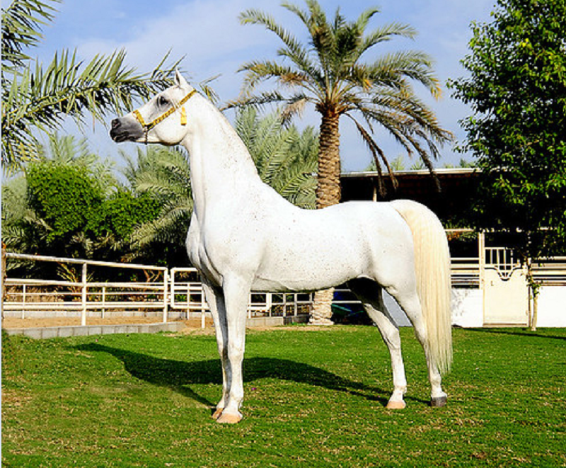 الزراعة: بيع 91 حصانا عربيا في 3 مزادات بمحطة الزهراء