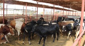 صندوق تأمين الماشية يمد مظلته على %25 من الثروة الحيوانية
