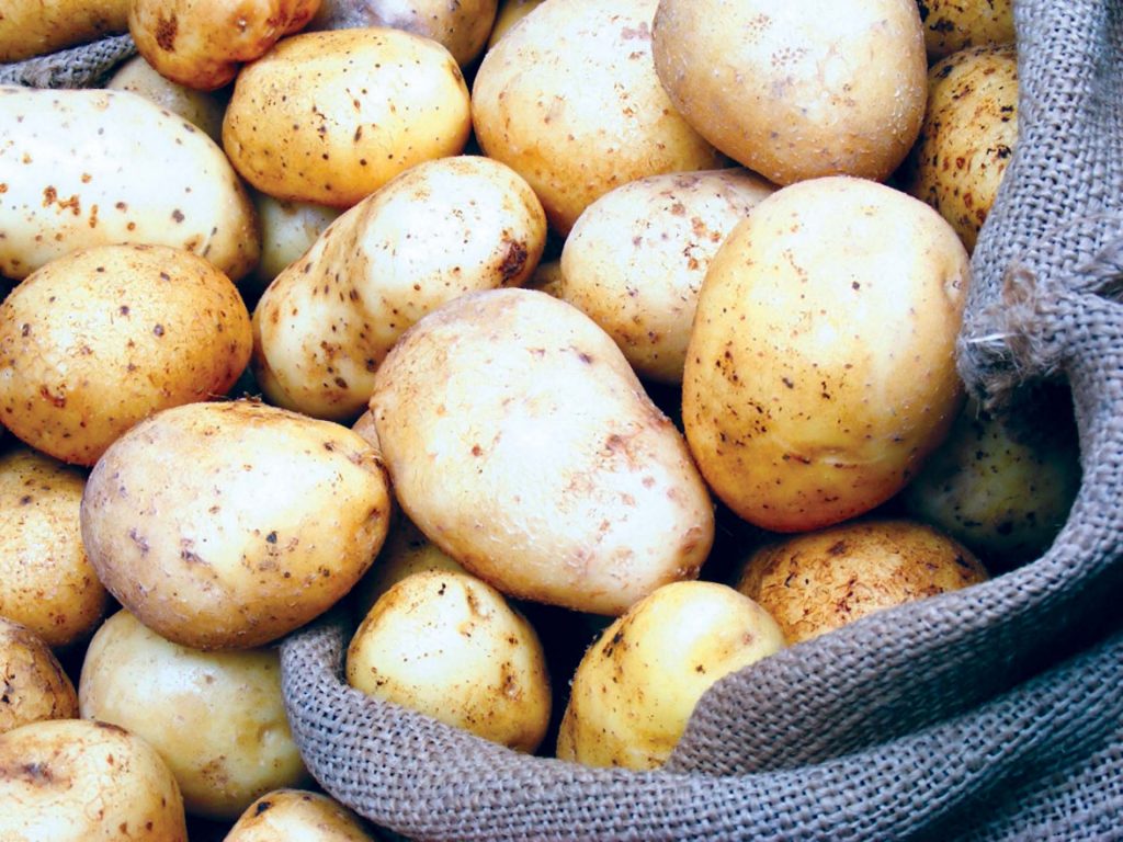 «الزراعة» تدرس تخفيض واردات تقاوى البطاطس الموسم المقبل