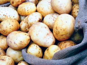 «الزراعة» : وصول 27 ألف طن تقاوي بطاطس من 5 مناشئ أوروبية خلال شهر