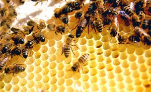 مصر تستحوذ على 25% من صادرات العالم من عسل النحل
