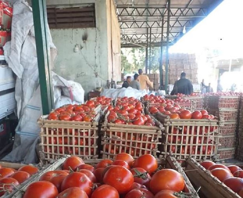 «قفص الطماطم» يسجل 110 جنيهات في الإسماعيلية