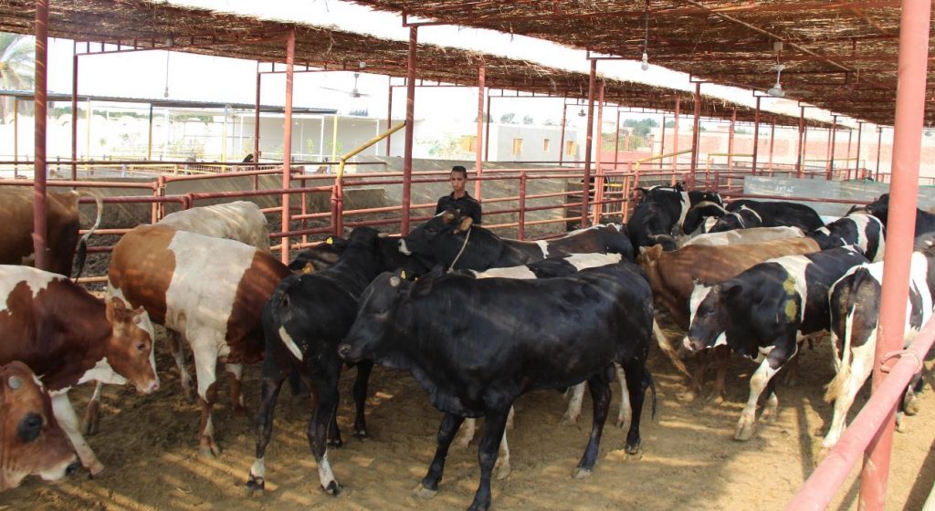 توقعات بإعادة فتح أسواق الماشية بعد شهر رمضان
